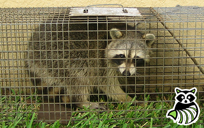 Gadsden trapping